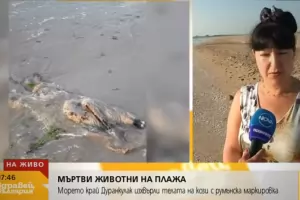 Морето край Дуранкулак изхвърли мъртви кози