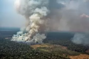  Алчността погубва белите дробове на планетата