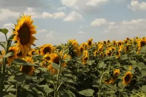 И производителите на олио заплашиха с протести