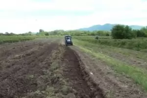 Розопроизводители унищожават насажденията си заради ниска цена