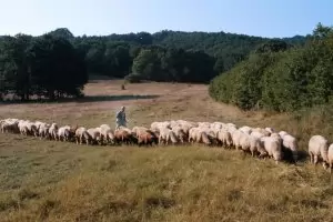 БАБХ най-сетне "откри" загадъчната 
болест по овцете в Карнобат