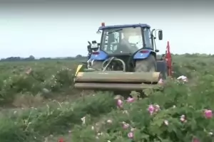 Протестиращи производители унищожават розови полета в Казанлък