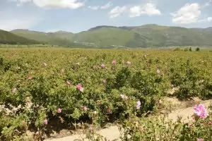 България и Франция ще бранят заедно розовото масло 