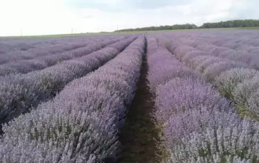 И лавандуловото ни масло остава непродадено заради ниско качество