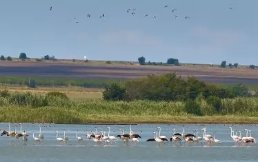 Розово фламинго за пръв път гнезди в България