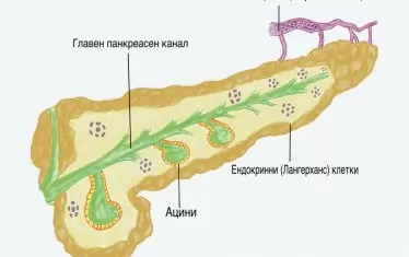 Учени хакнаха човешки клетки, за да произвеждат инсулин