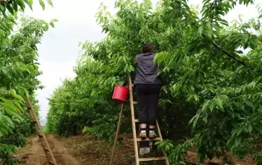 Няма кой да бере черешите в България